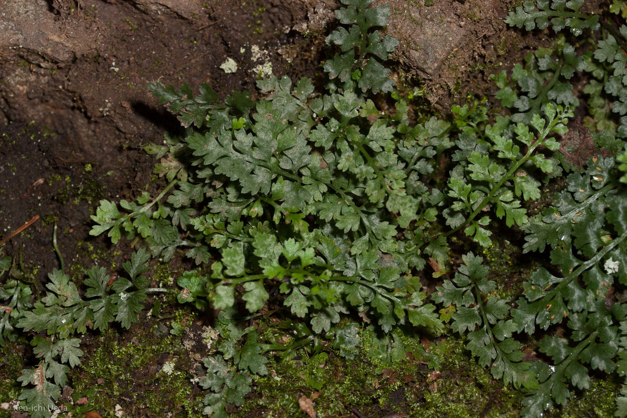 Imagem de Asplenium montanum Willd.