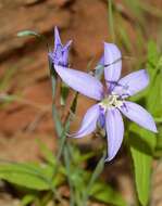 Image of Gladiolus deserticola Goldblatt