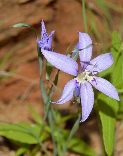 Imagem de Gladiolus deserticola Goldblatt