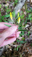 Plancia ëd Oenothera fruticosa L.