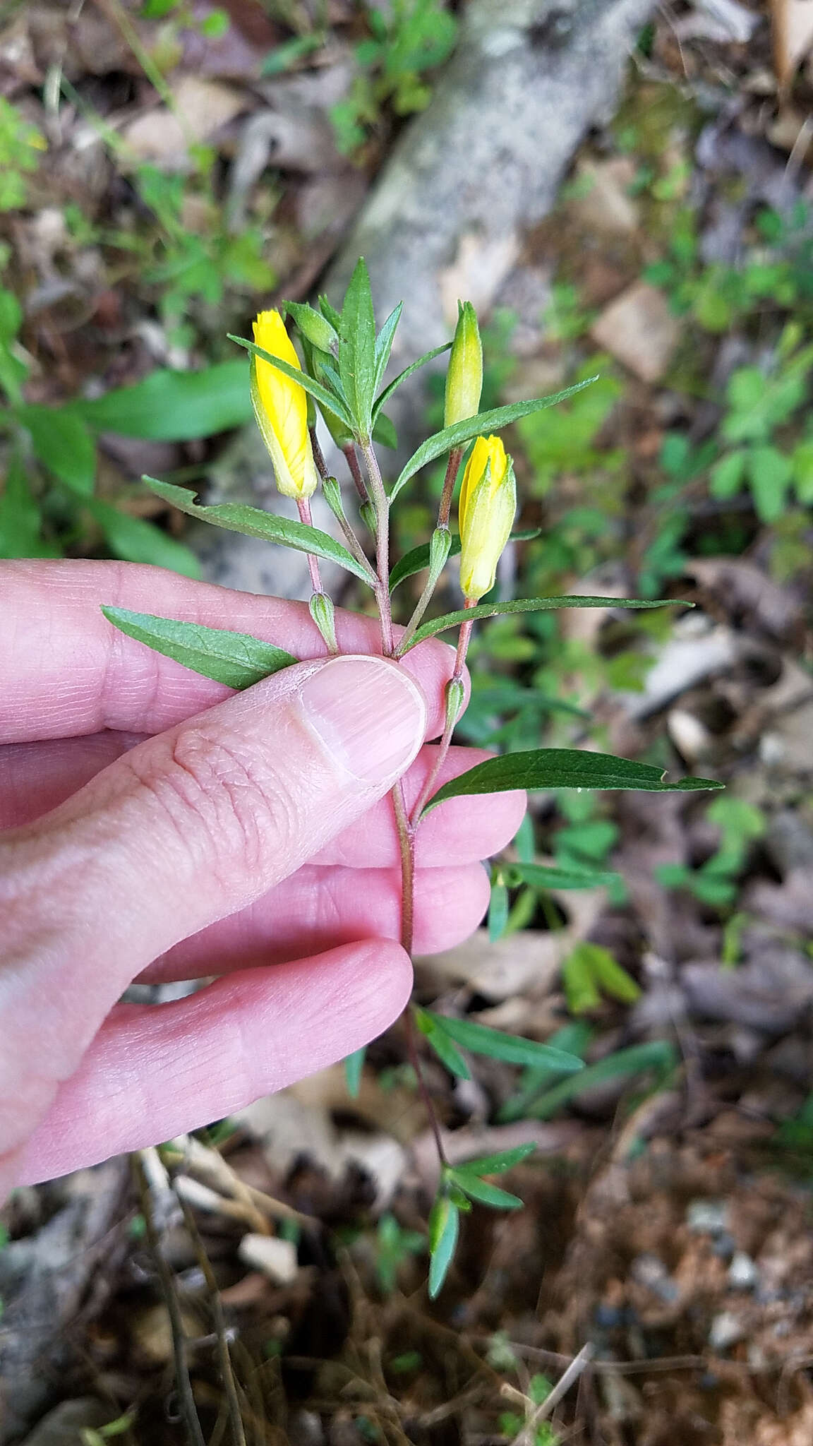 Plancia ëd Oenothera fruticosa L.