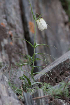 Image of Fritillaria verticillata Willd.