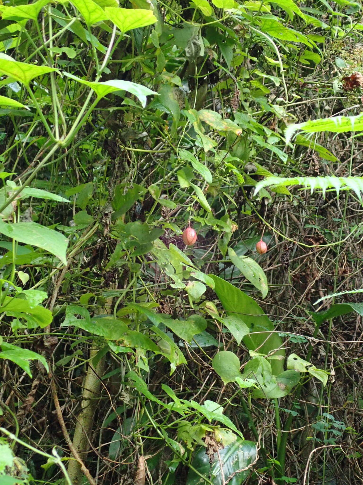 Imagem de Passiflora rubra L.