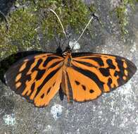 Imagem de Tithorea harmonia brunnea Haensch 1905