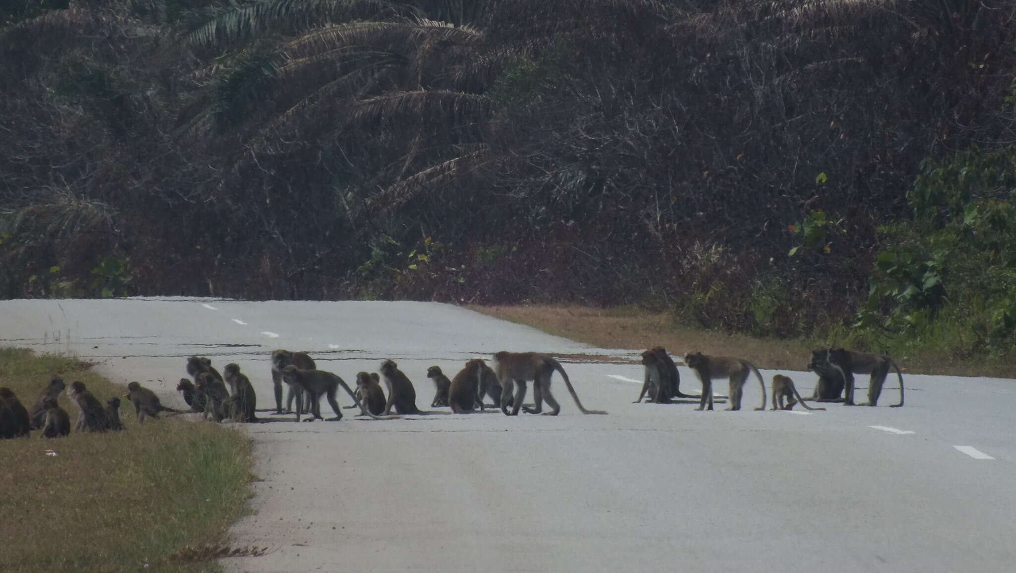 Macaca fascicularis fascicularis (Raffles 1821) resmi