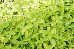 Imagem de Ageratum conyzoides L.