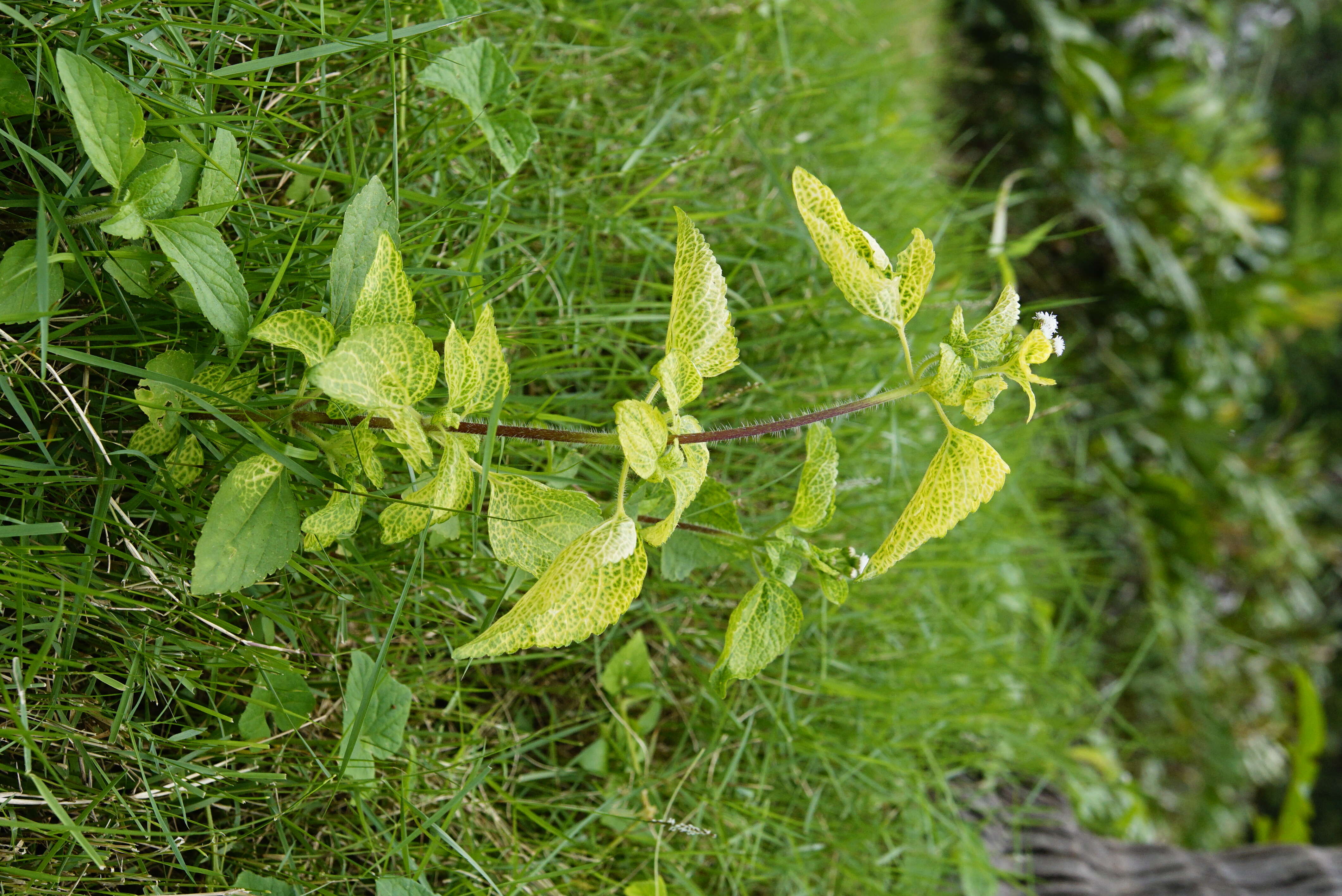 Image of tropical whiteweed