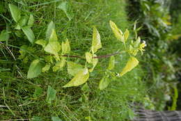 Imagem de Ageratum conyzoides L.