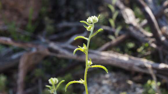 Plancia ëd Cryptantha decipiens (M. E. Jones) Heller