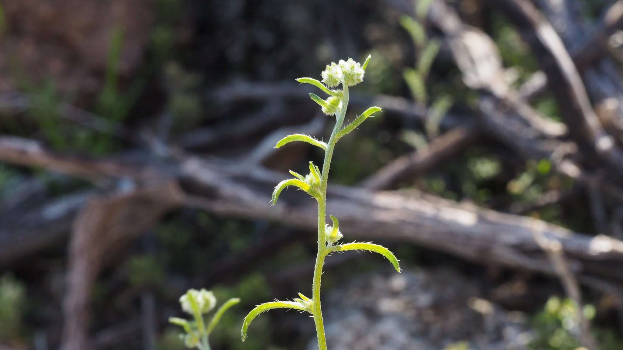 صورة Cryptantha decipiens (M. E. Jones) Heller