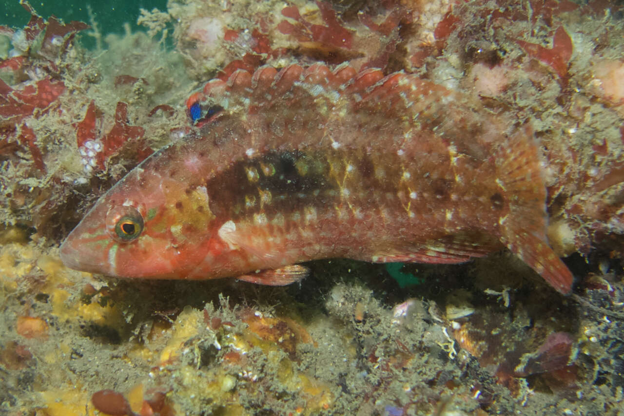 Image of Twospot wrasse