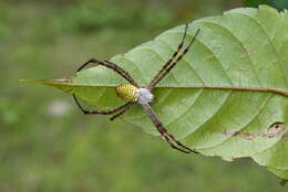 Image of Oval St Andrew's Cross Spider