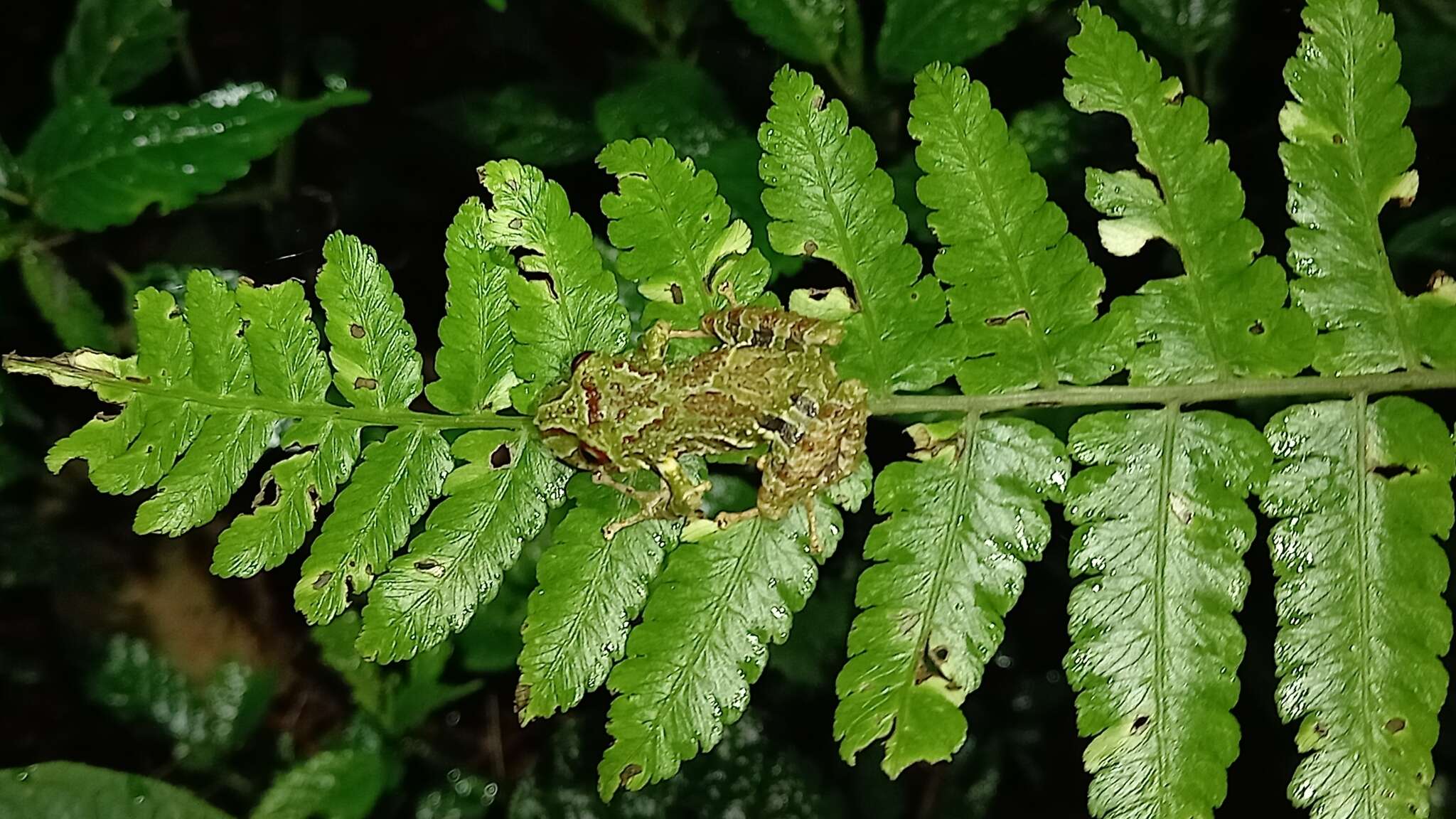 Image of Pristimantis eriphus (Lynch & Duellman 1980)