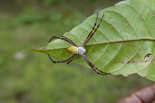 Image of Oval St Andrew's Cross Spider