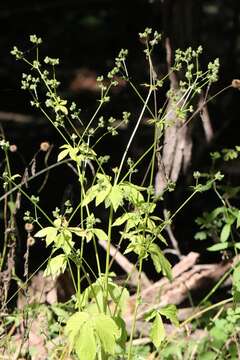 Image of Sanicula chinensis Bunge