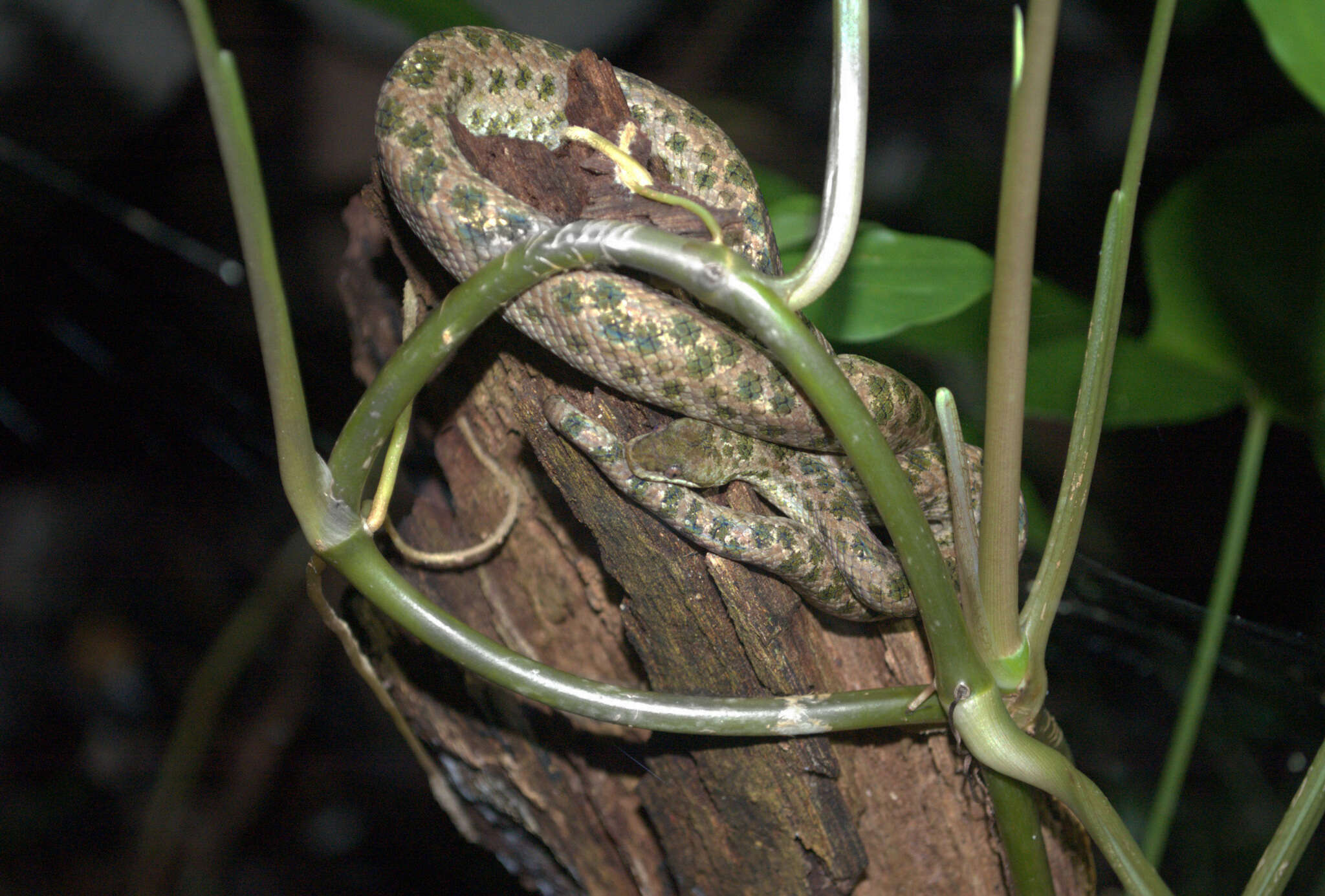 Tropidophis haetianus (Cope 1879)的圖片