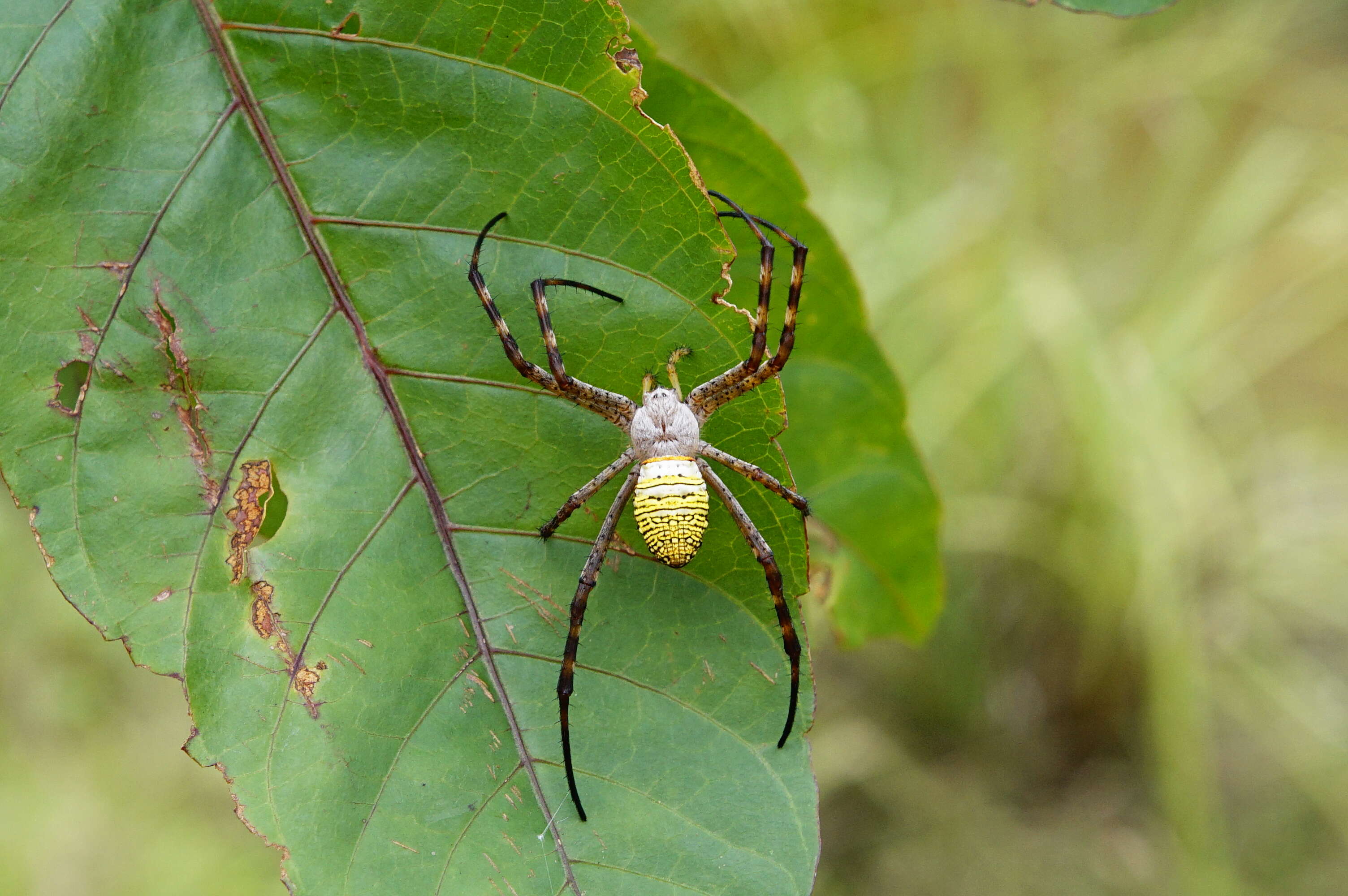 Image of Oval St Andrew's Cross Spider