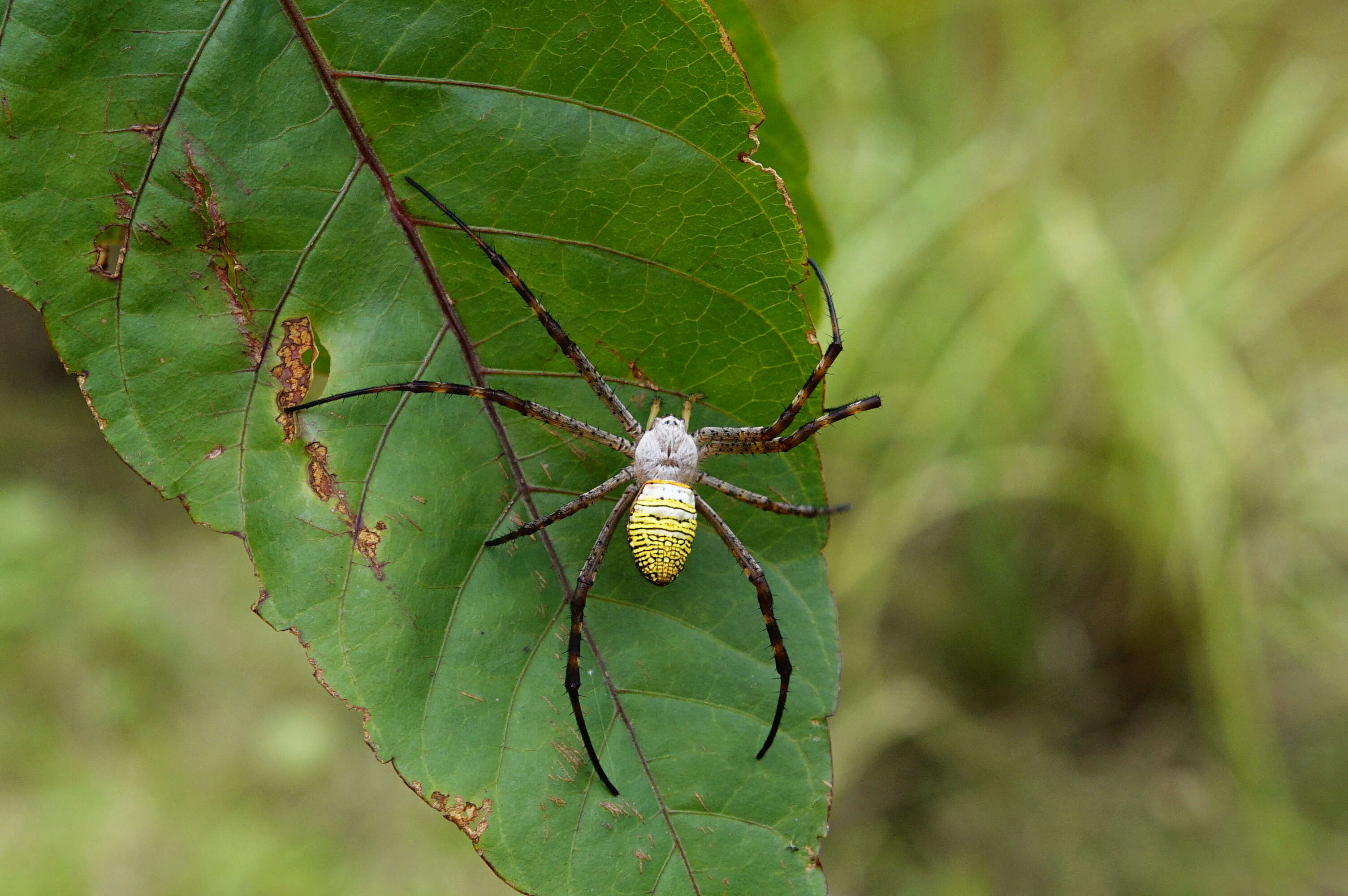 Image of Oval St Andrew's Cross Spider