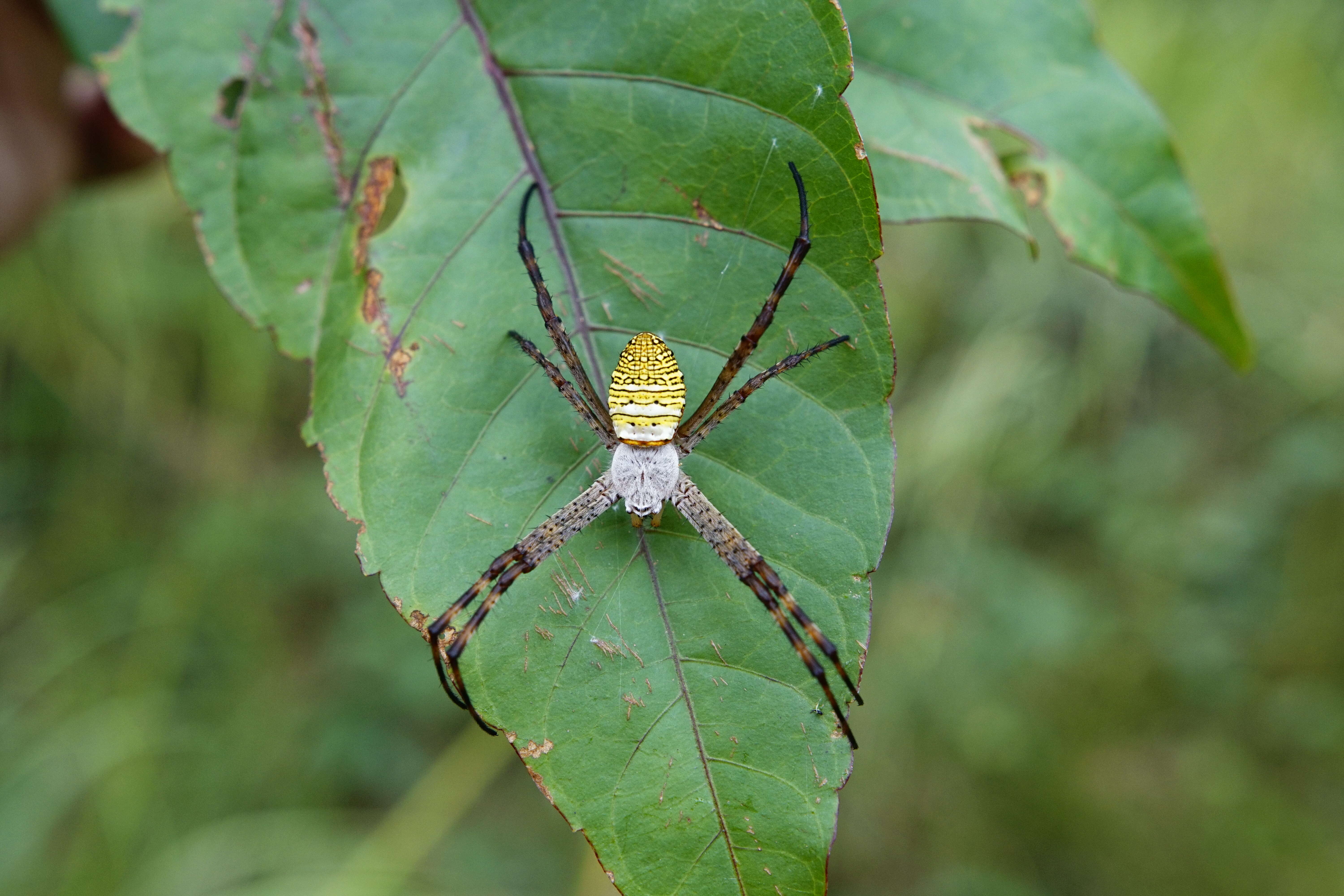 Image of Oval St Andrew's Cross Spider