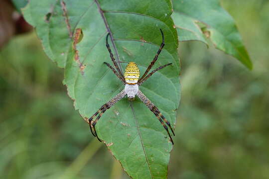 Image of Oval St Andrew's Cross Spider