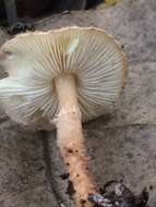 Image of Lepiota asperula G. F. Atk. 1900