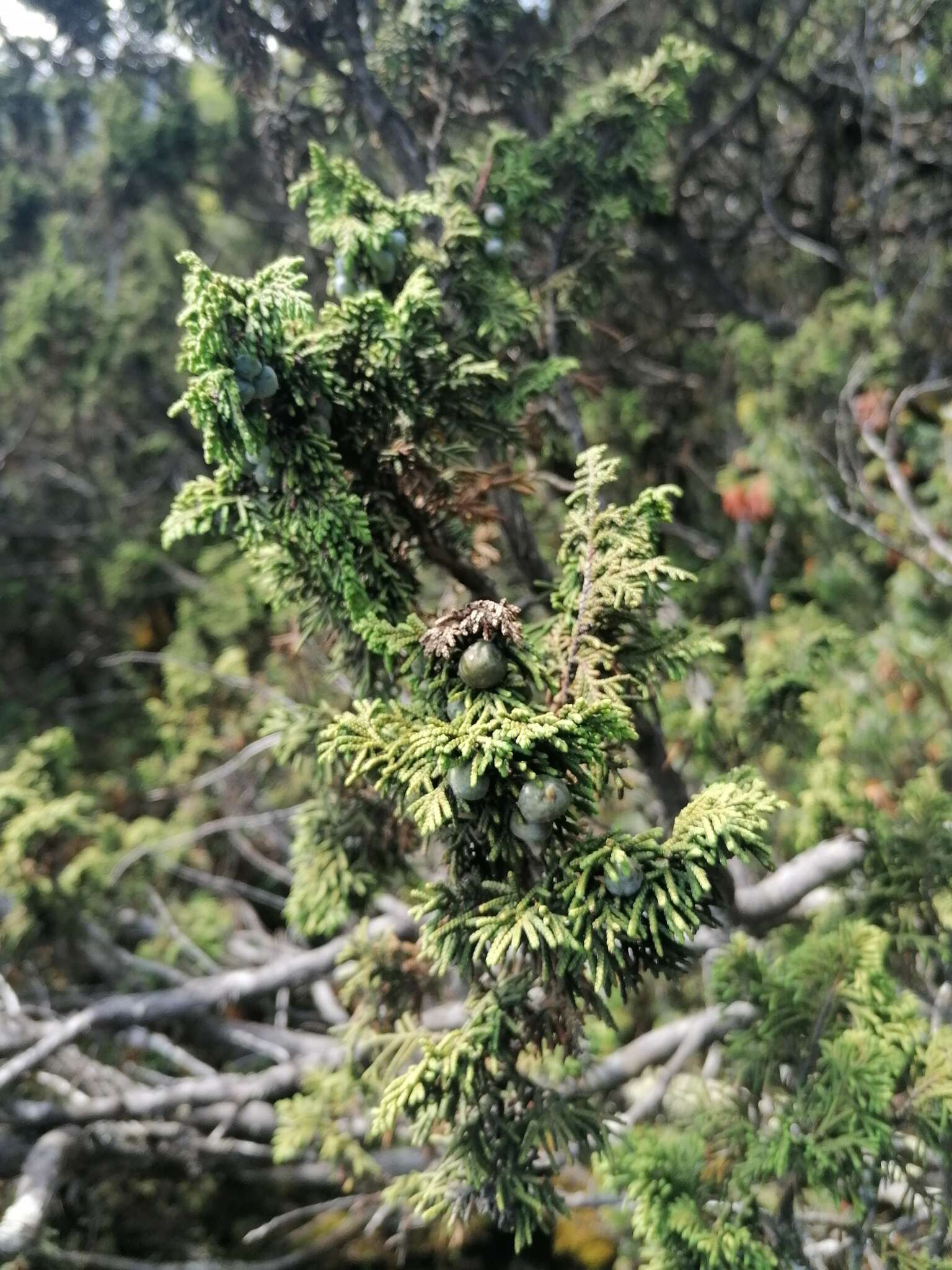 Слика од Juniperus monticola Martínez