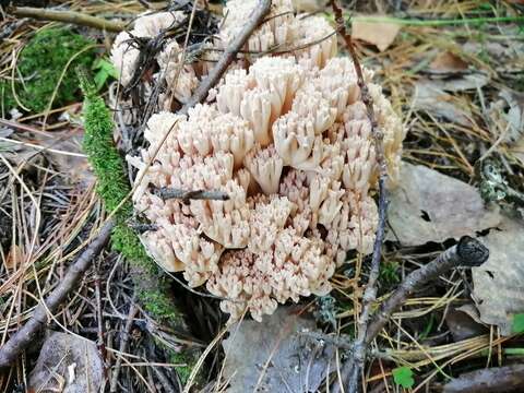 Ramaria pallida (Schaeff.) Ricken 1920 resmi