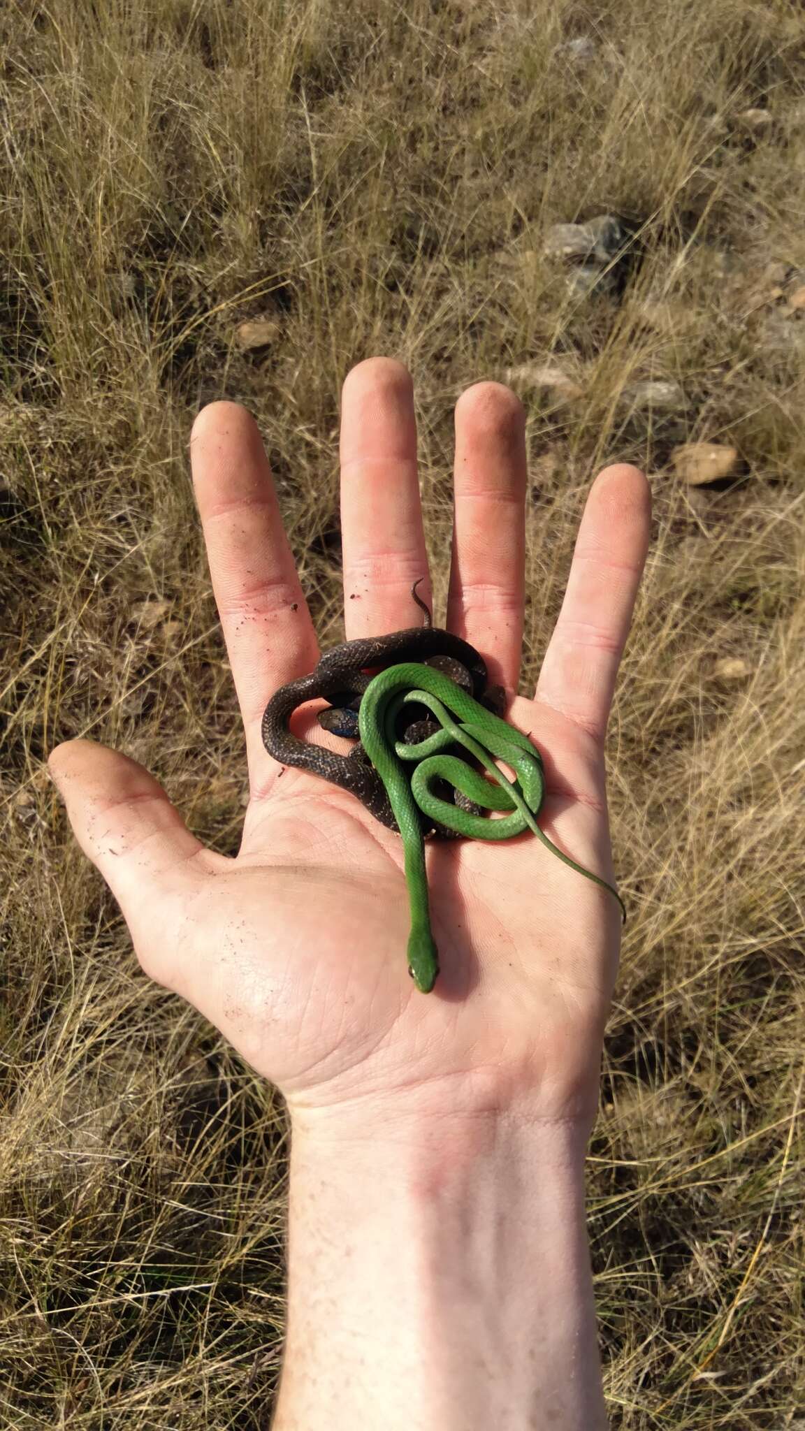 Image of Green Water Snake