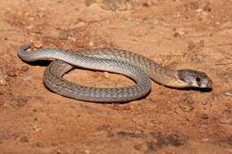 Image of Black-headed Scaly Foot