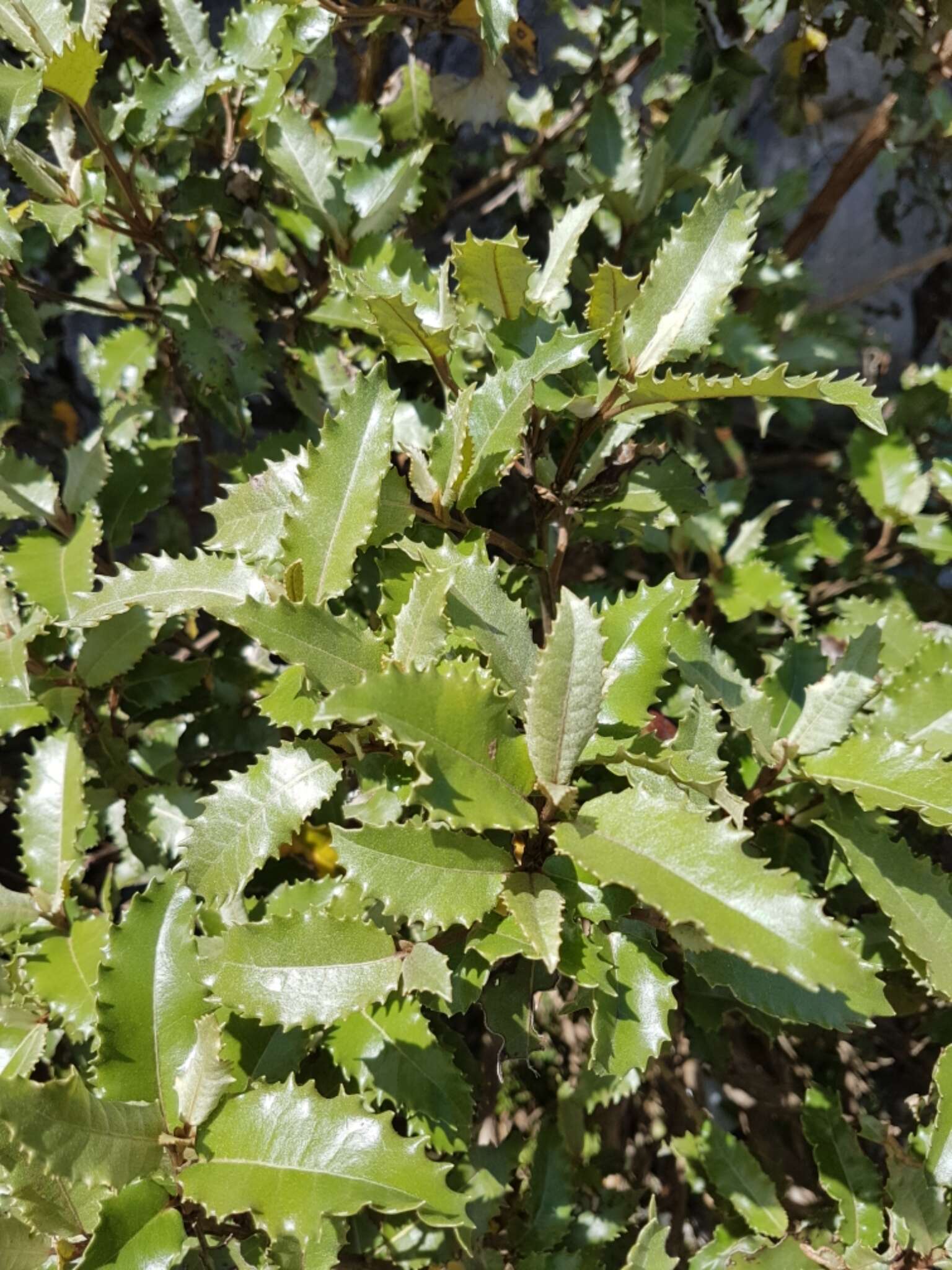 Imagem de Olearia macrodonta Baker