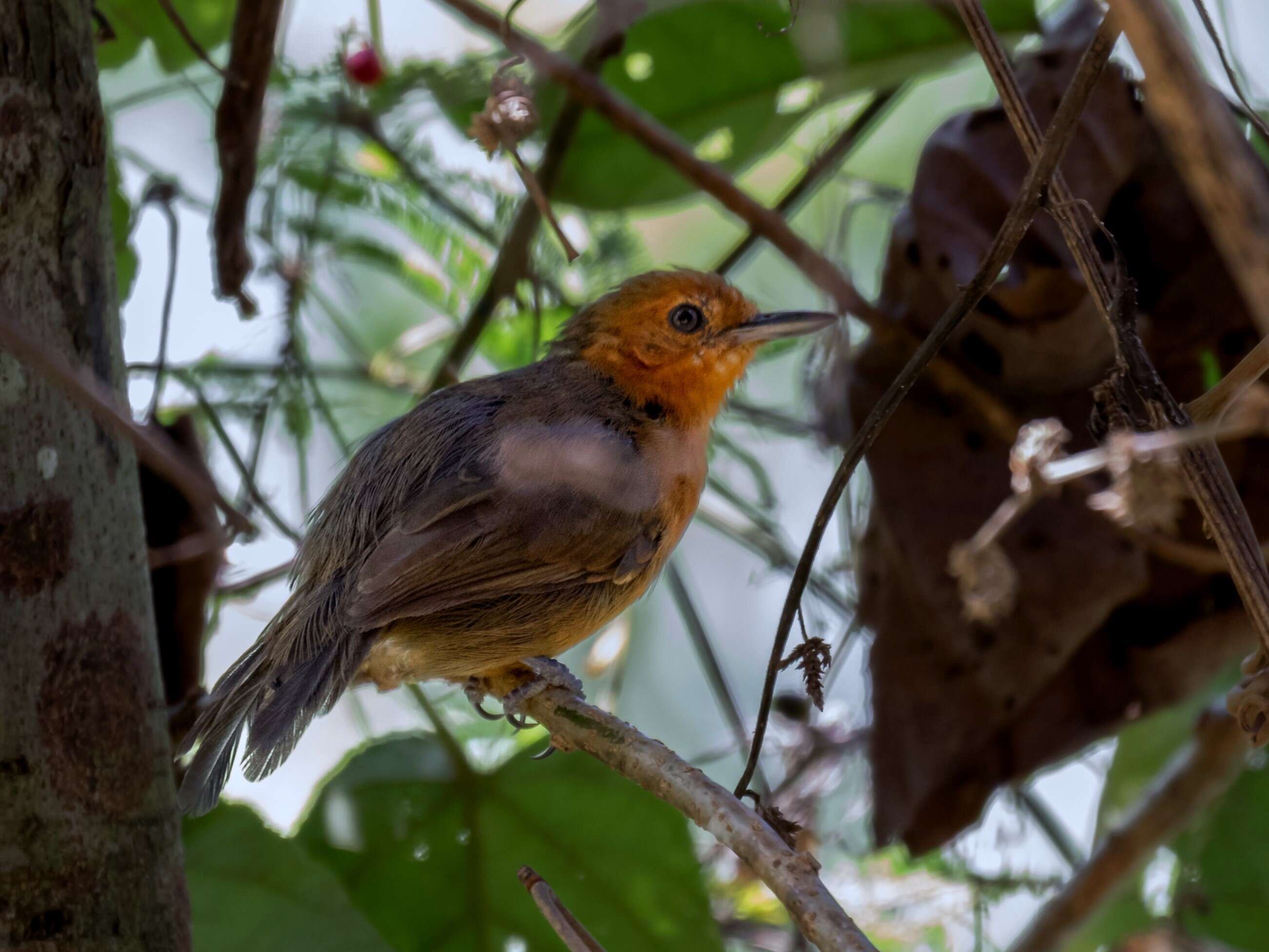 Image of Riparian Antbird