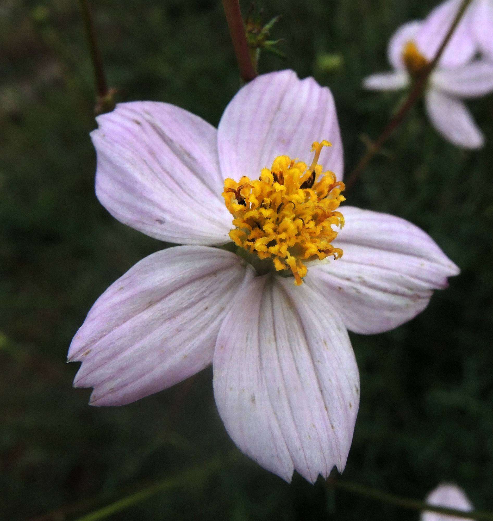 Image of Cosmos landii Sherff