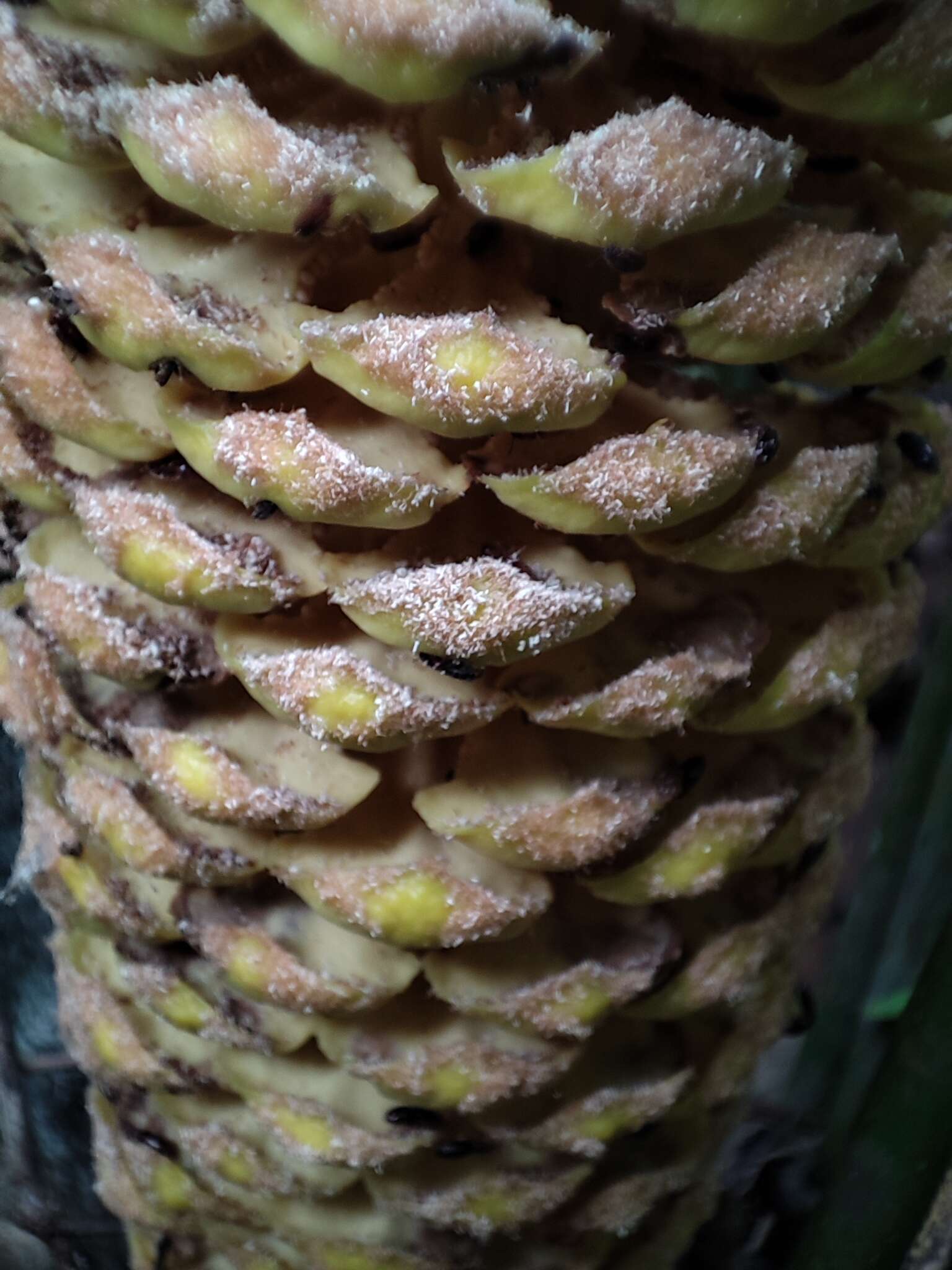 Image of Cycad