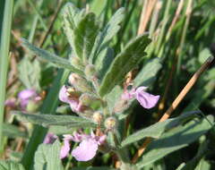 Image of Water germander