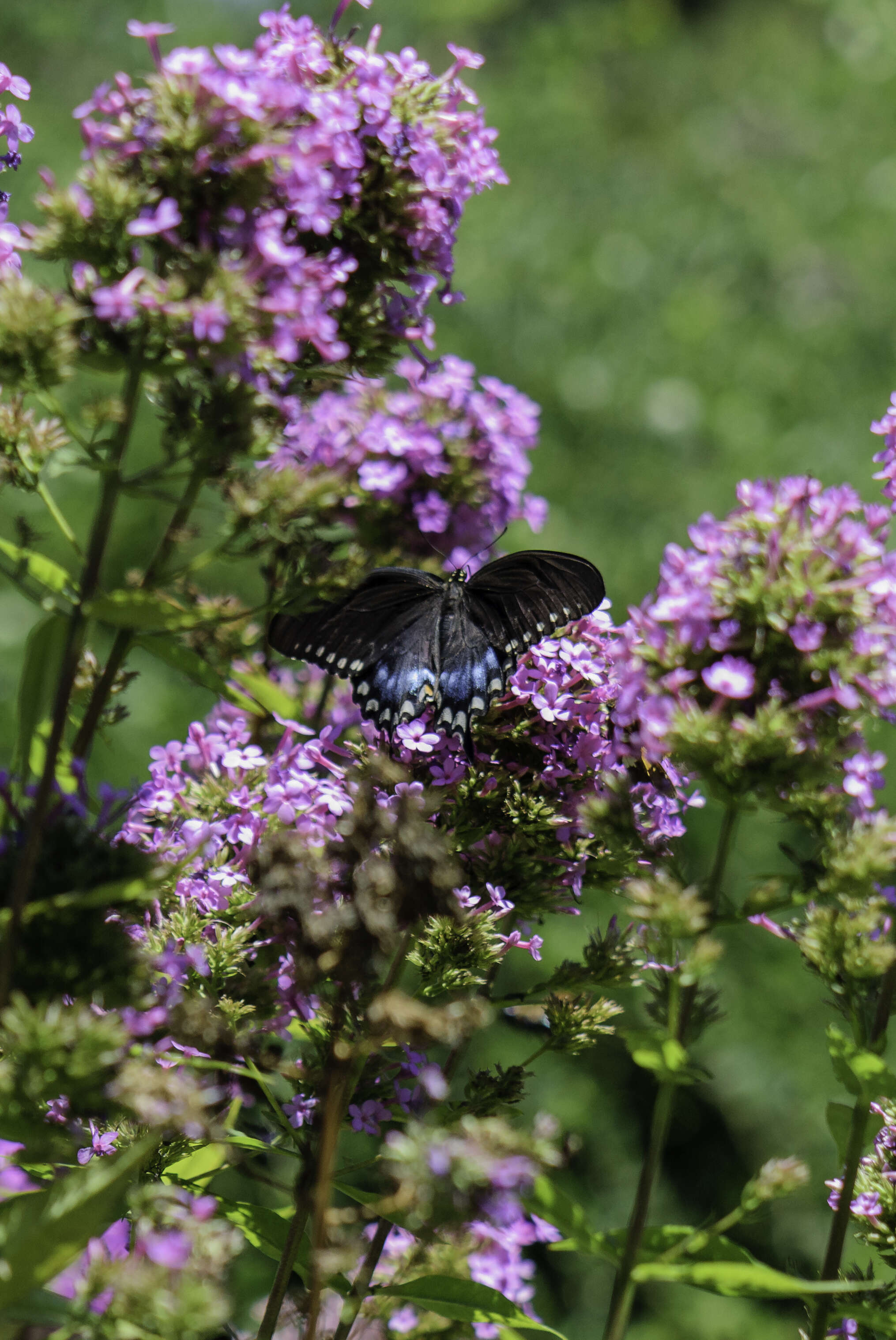 Papilio troilus Linnaeus 1758 resmi