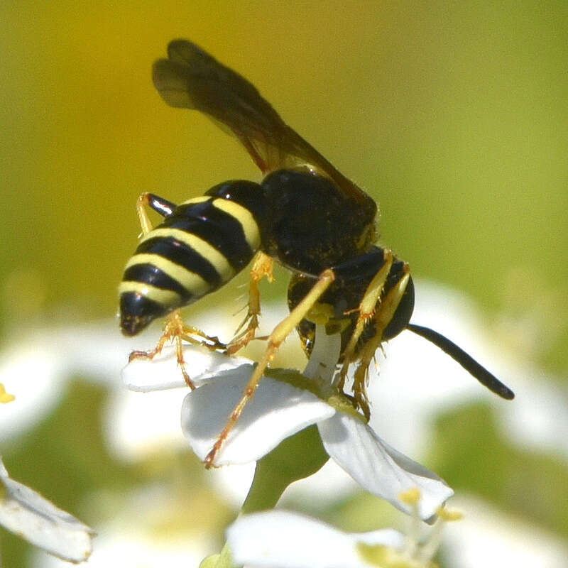 Image of Philanthus lepidus Cresson 1865