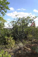 Image of Pretoria aloe