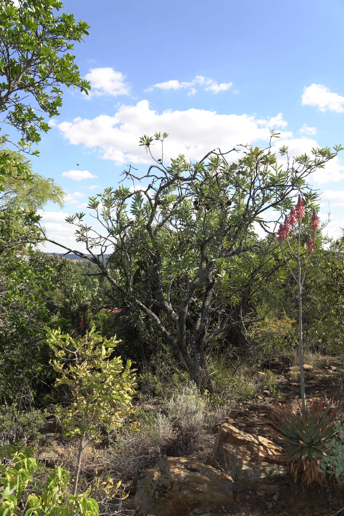 Image of Pretoria aloe