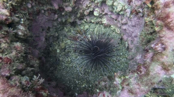 Image of American tube-dwelling anemone