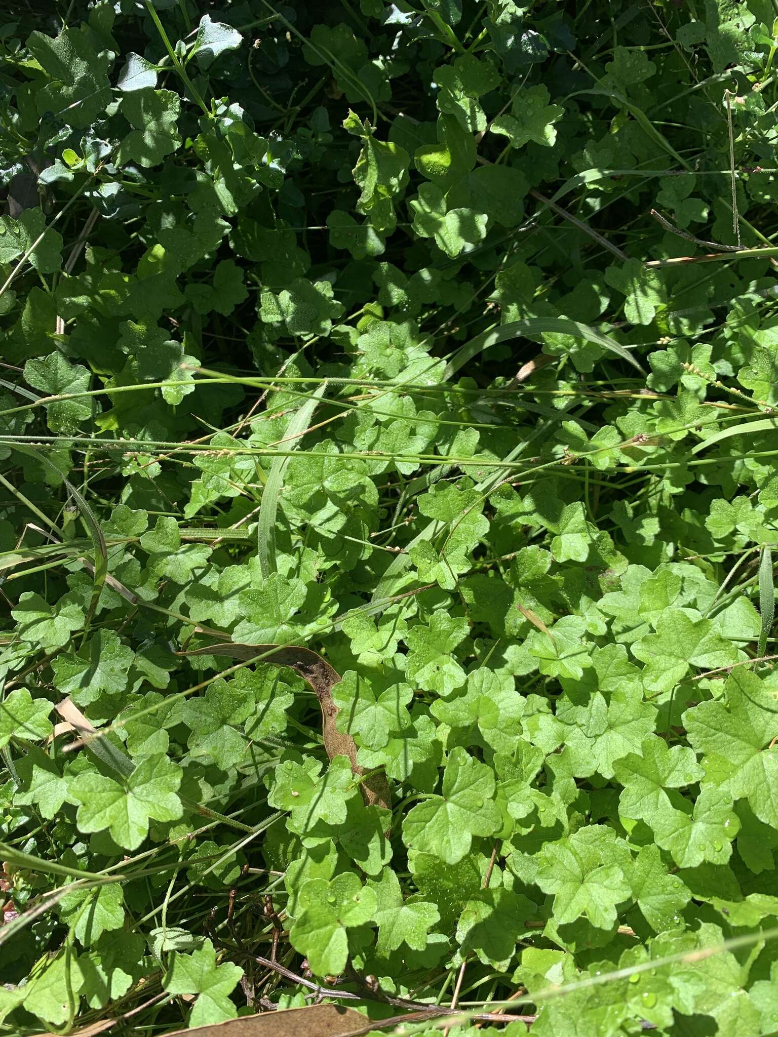 Image of Hydrocotyle acutiloba (F. Müll.) Wakef.