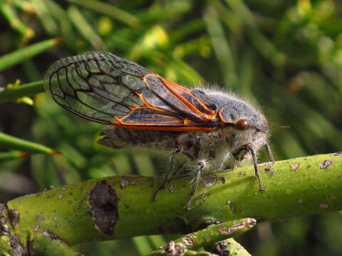 Image of Tettigades limbata Torres 1958