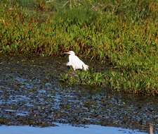 Image of Ardea intermedia brachyrhyncha (Brehm & AE 1854)