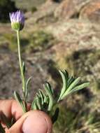 Image of western daisy fleabane