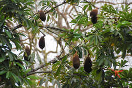 Image of wild chestnut