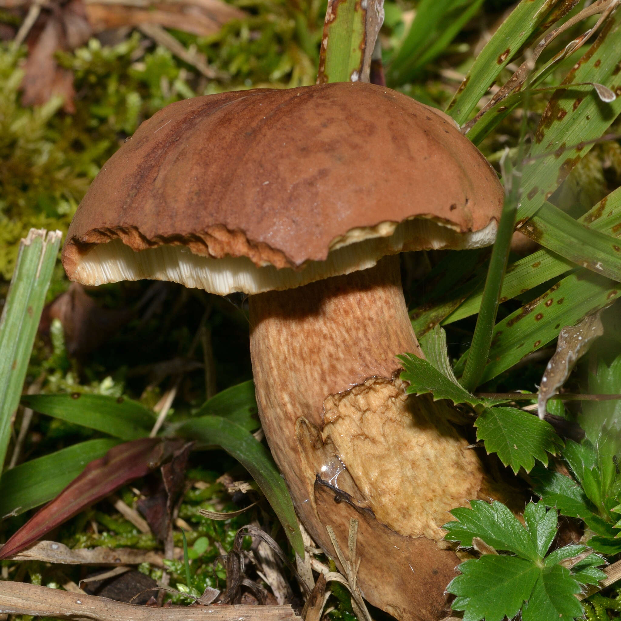 Imagem de Tylopilus badiceps (Peck) A. H. Sm. & Thiers 1971