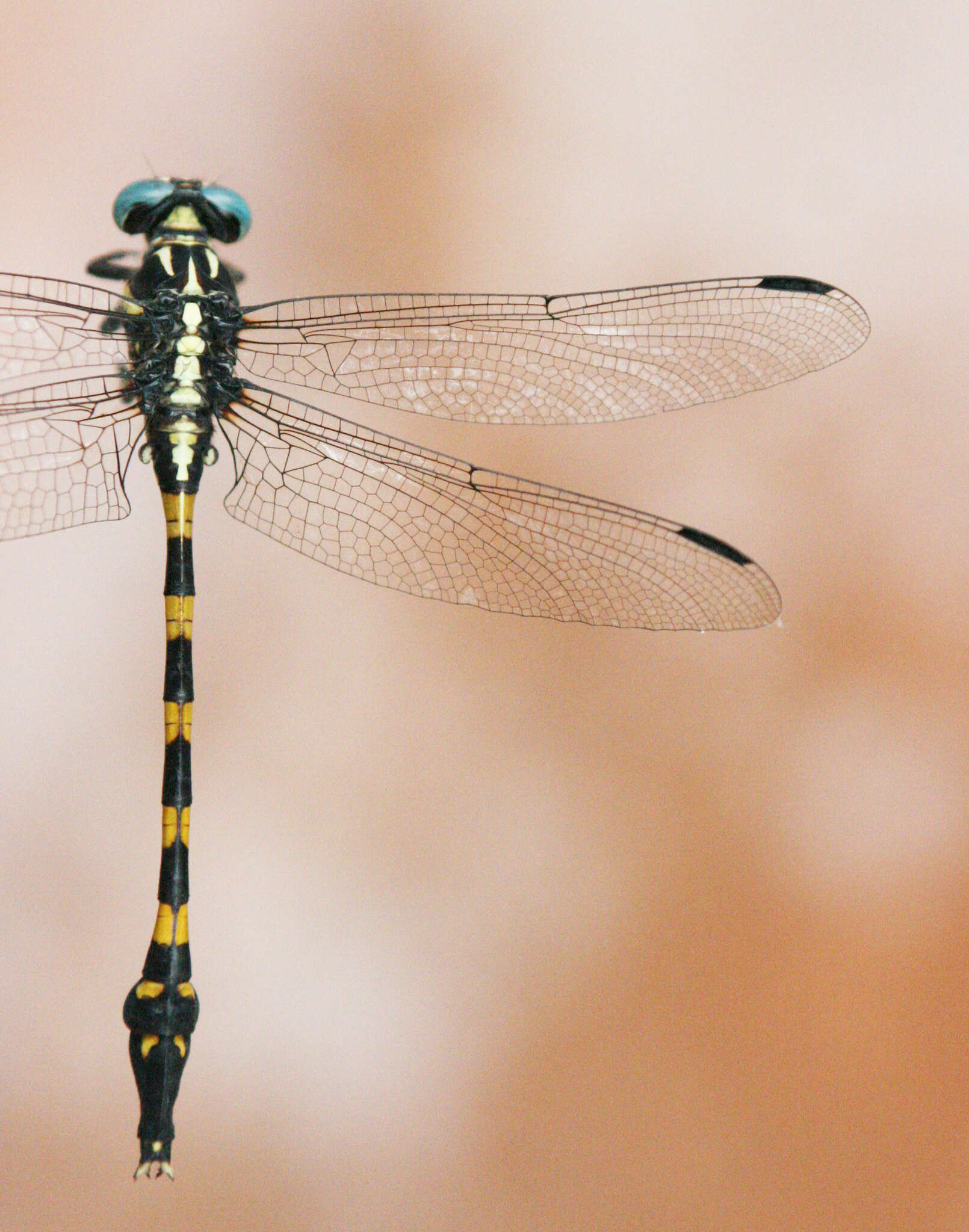 Imagem de Macrogomphus albardae Selys 1878