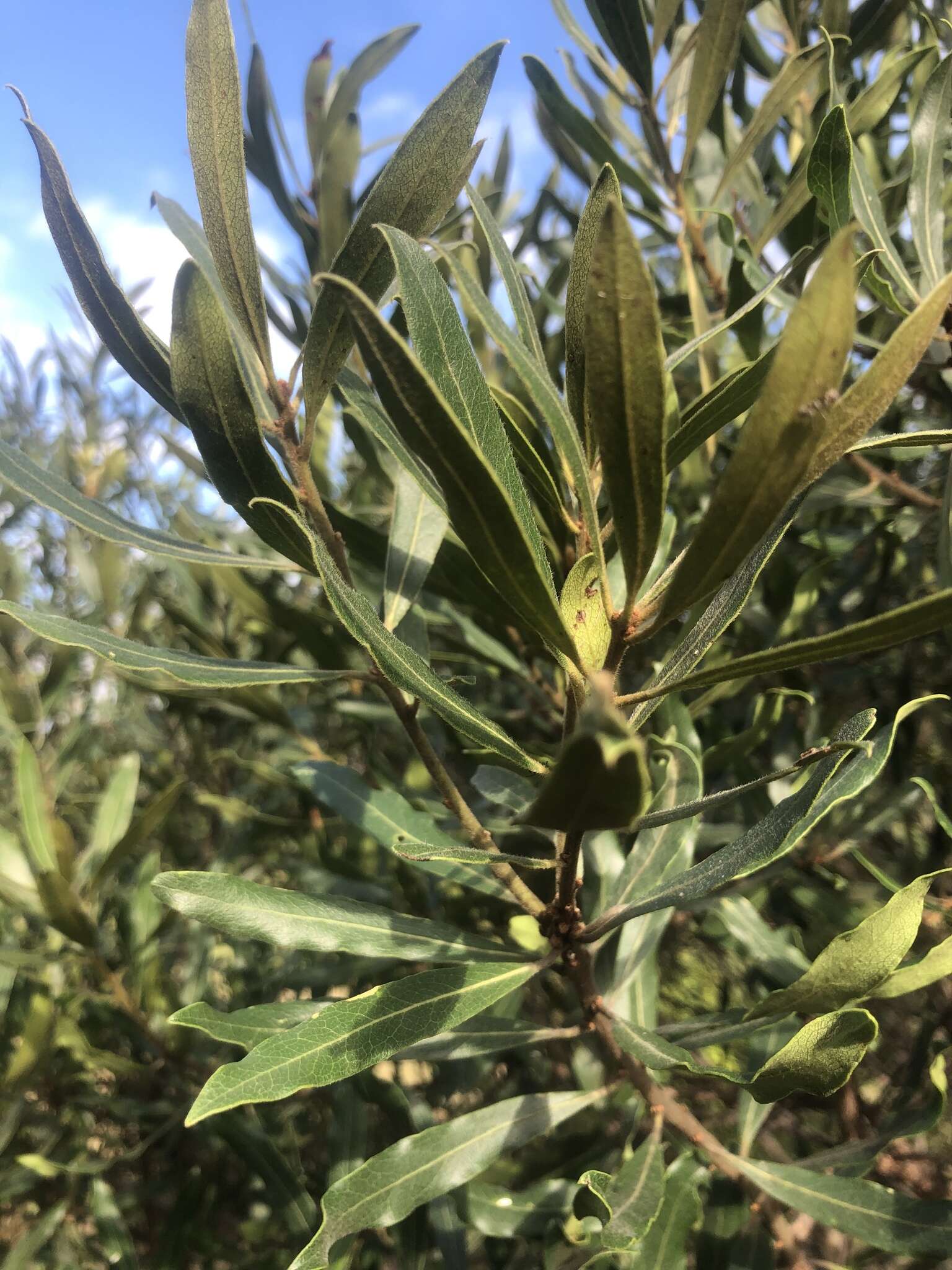 Sivun Euclea natalensis subsp. angustifolia F. White kuva