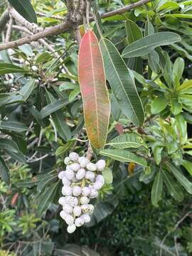 Image of Protorhus longifolia (Bernh.) Engl.