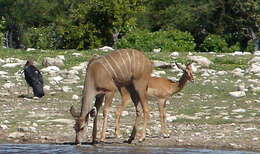 Image of Black-faced Impala