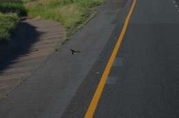 Image of Long-tailed Whydah